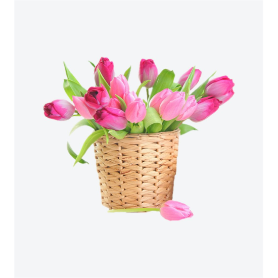 Phalaenopsis Orkide Çiçeği