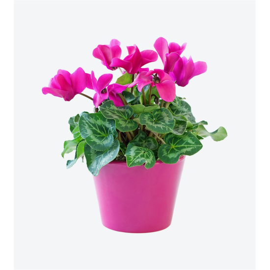 Schefflera (Şeflera) Bitkisi