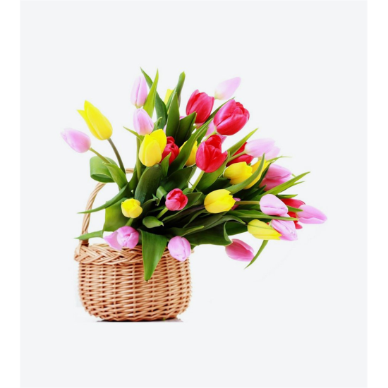 Dracena Massengena İkili